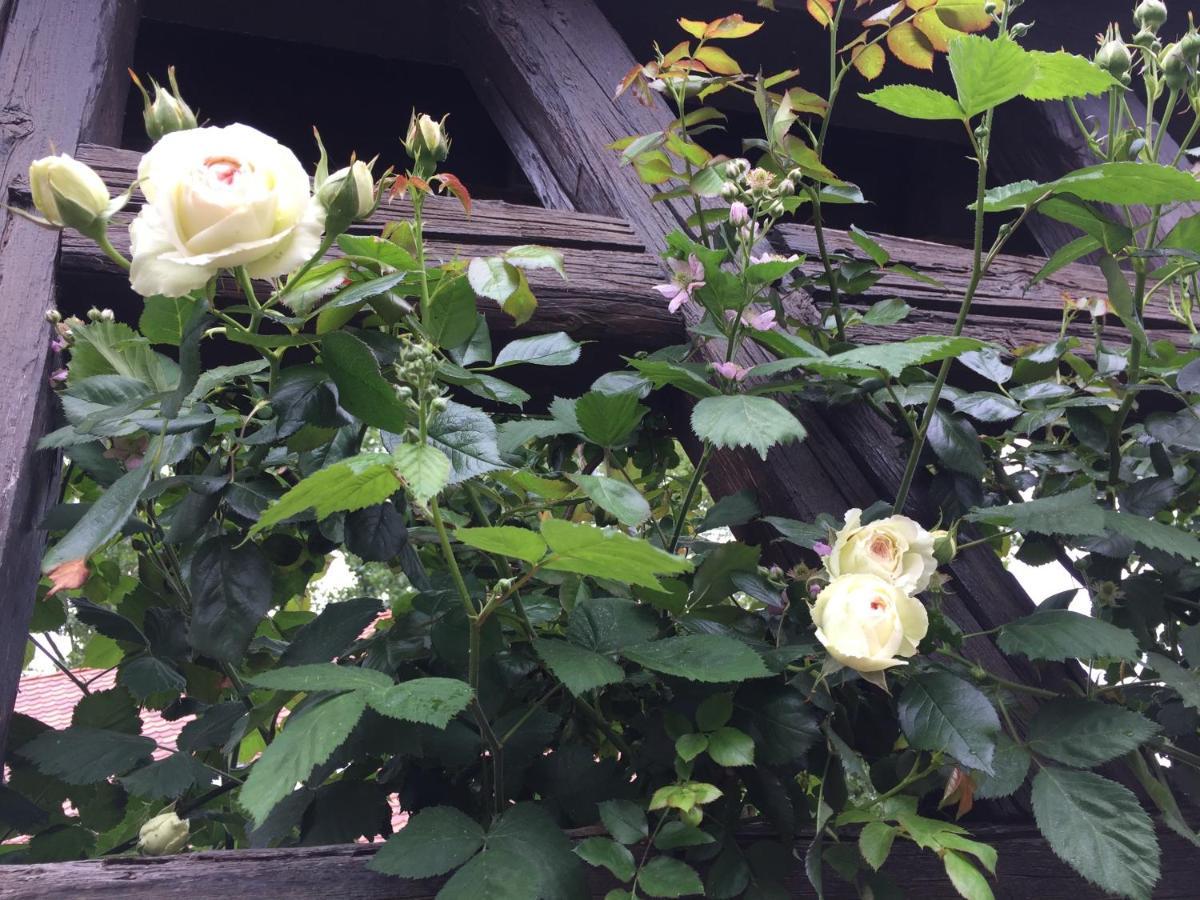 B&B Le Lodge Bourgheim Zewnętrze zdjęcie